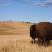 south dakota bison
