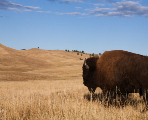 south dakota bison